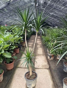 宁波鄞州盆景租摆价格