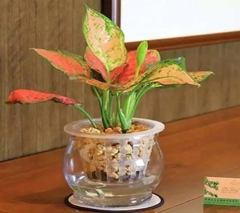 余姚花木租摆方案，给您的环境带来别样绿植风情