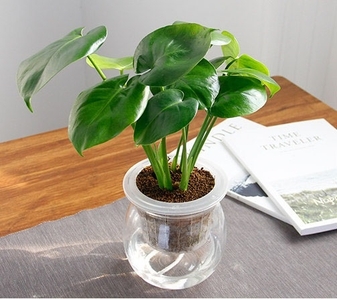 宁波杭州湾植物租赁公司